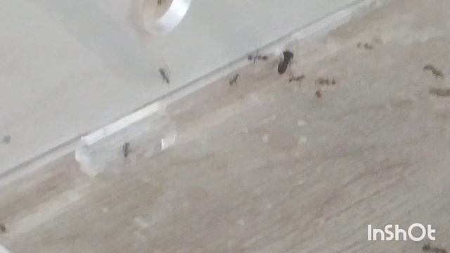 Охота фей. phiedole noda против личинки жука знахаря смотреть онлайн