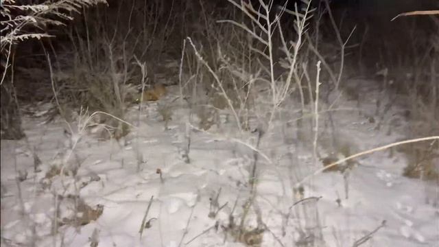 85-тый шакал в этом охот сезоне! смотреть онлайн