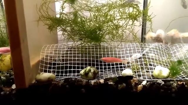 Сетка, нерест. Эксперимент #2 завершен смотреть онлайн