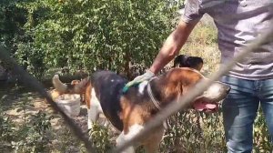 Как выглядит чистокровный Русский пегий гончий