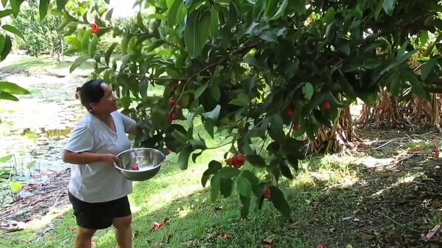 TROPICAL FRUIT IN FLORIDA JAMBU WAX APPLE | MACOPA :BUHAY AMERIKA