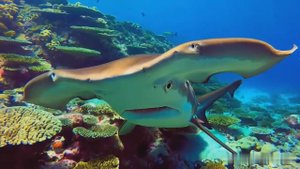 Белая-молот акула