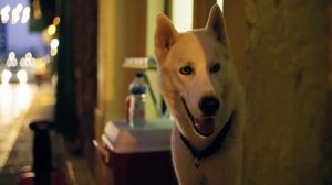 2910039-uhd_4096_2160_24fps