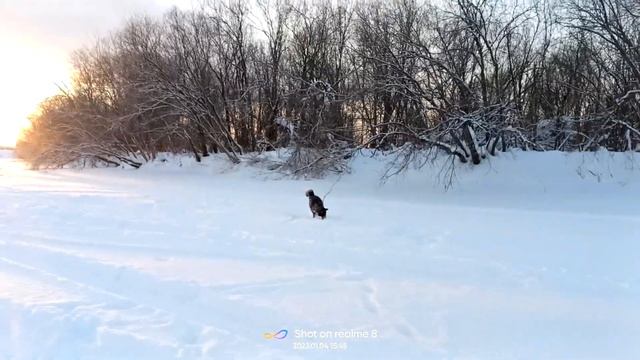 Прогулка по речке | Тайсон | Шепски (метис хаски) | 1,5 года. После рыбаков остается мелкие рыбёшки.