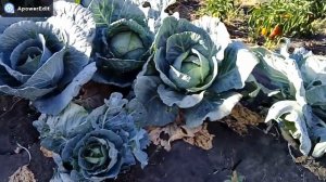 ДЕРЕВЕНСКИЕ БУДНИ/ПЕТУХА ЗАБИВАЮТ/ПРОСТАЯ ЖИЗНЬ