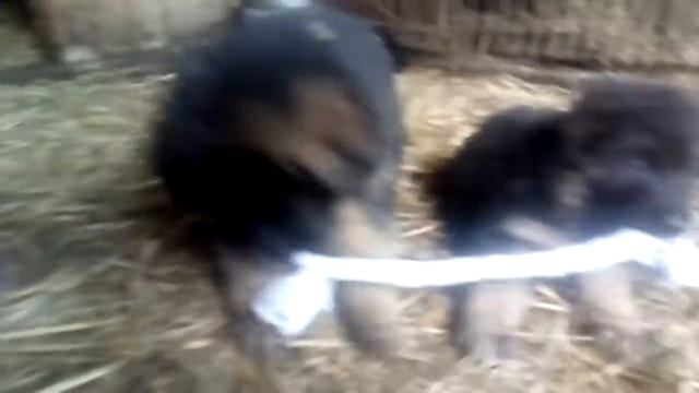 Малышам 41 день. На видео мальчишки играют с флисовым канатом. H... Yankor Crimea