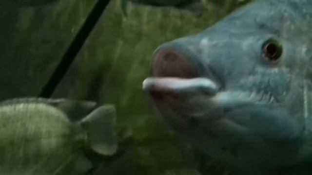 El pejcado filozofal a toda verga, full hardcore party maicra 1080p en español latino ft.Bob toronj смотреть онлайн