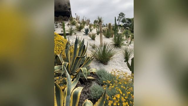 Кактусовый сад, Крым, отель Мрия-Mriya Resort & Spa #крым #мрия #кактус