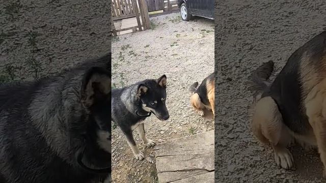 Что это такое? Тайсон | Шепски (метис хаски) #хаски #немецкаяовчарка #шепски