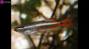 Флеш-карточки, часть 1 (методика Макото Шичиды)