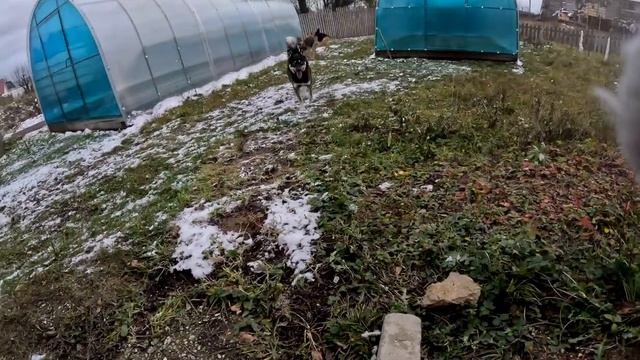 Три собаки в частном доме! Как живется с тремя собаками.