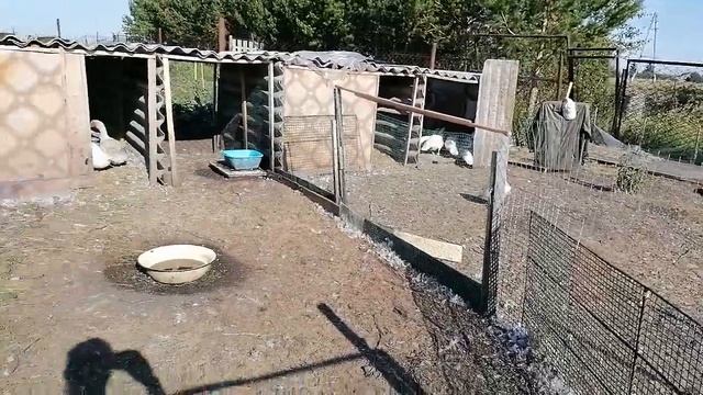 Самая выгодная утка для содержания .