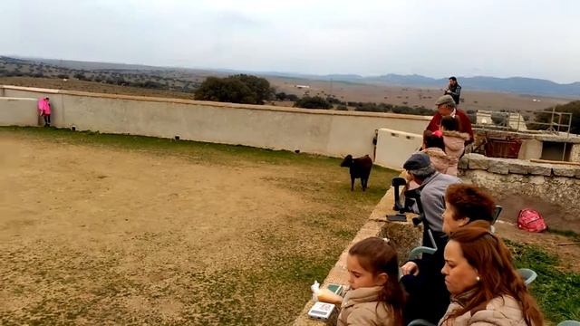 Día de tentadero en la finca HATO DE GARRO con carlos Aranda g(5) смотреть онлайн