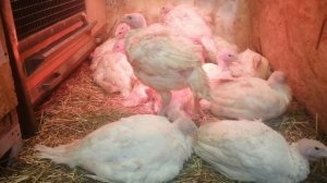 Индюки. Новый заход. Начинаем с 1.5 месяца.