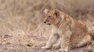 Manuş Baba - Bu Havada Gidilmez