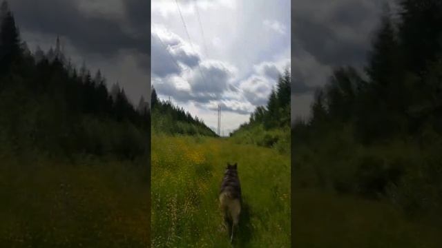 Эпичное видео. Ровно год назад я сняла 1 видео с Тайсоном | Шепски (метис хаски) | 1 год 2 мес