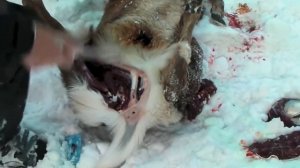 Deer hunting knives #42 / Bark RIver no ramp Gunny SS & Classic Lite Hunter