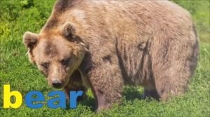 Phonics Song Compilation | Kidzstation