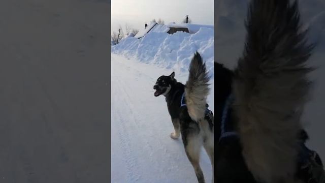 Испытываем новую шлейку для Тайсон | Шепски (метис хаски) | 28.01.22 8 мес (3 часть) #хаски #шепски