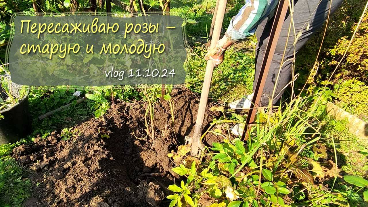 Осенняя пересадка роз:  старой и молодой | vlog  дача как есть  11.10.2024