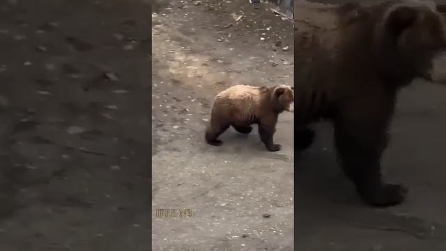 На Камчатке медведи надоели людям