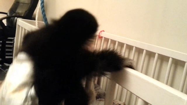 Abekattestreger смотреть онлайн