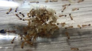 Муравьи Фараоны - Monomorium pharaonis. Новый вид в коллекцию)))