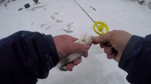 Крупный елец (мохтик) на одной из таёжных речушек Ямала.  рыбалка 22.11.2023г