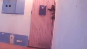 Кошка звонит в дверь
