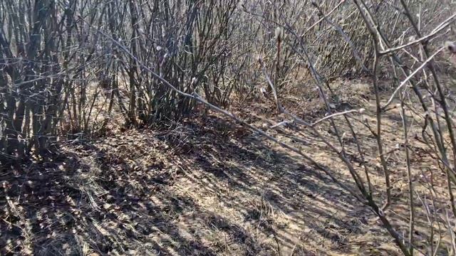 Учимся отличать ростовые и цветочные почки ирги