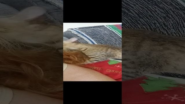 Киса играет в моих волосах