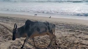 Коровы на пляже Индии ГОА