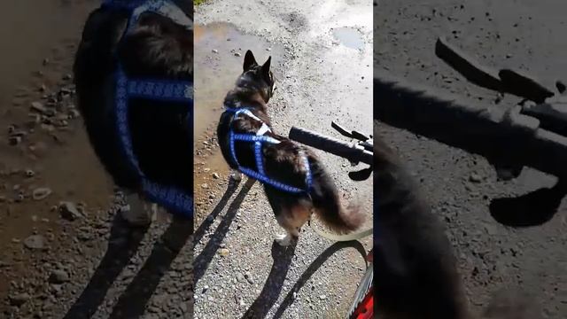 Готовка к старту | Начинаем заново тренировку Тайсона | Шепски (метис хаски) | 18.09.22
