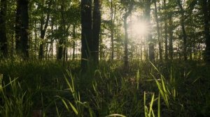 Медитация.  #медитация #пробуждение #просветление