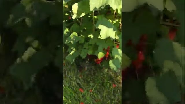 Фруктовый сад, Mriya Resort & Spa, Винный парк, Крым️