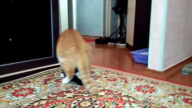 бедная обезьянка