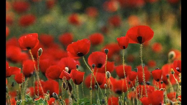 Мак песня смотреть онлайн