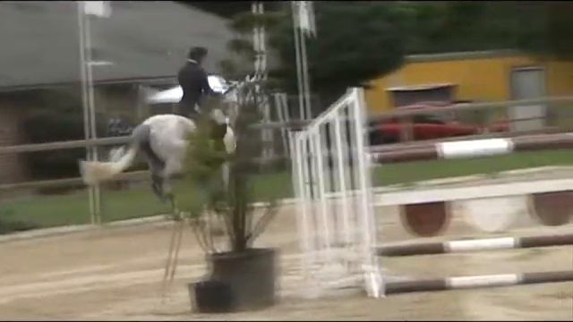 top top mare by casco 1,30M