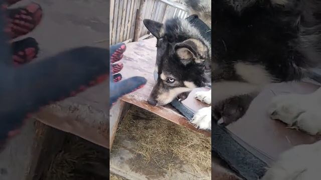 Как же любим покусатся с Тайсоном | Шепски (метис хаски) #шепски #хаски #gohuskies #метисхаски