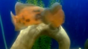 Астронотусы дерутся