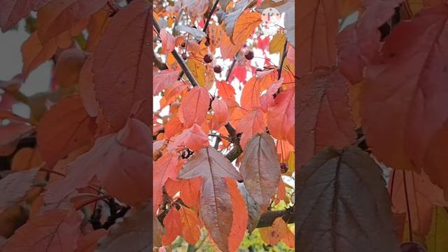 Октябрь в саду 🌺🍂🍁