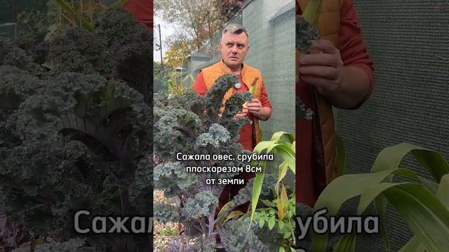 ЧЕСНОК, овес и мульча? НЕТ! Эксперт поясняет