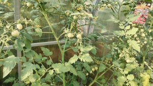 petal_20241013_105008.mp4