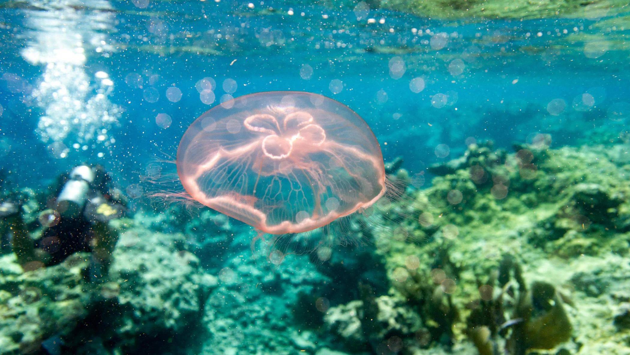 «Подводный мир Дж. Берда » Подводная жизнь под мостом Флориды. Исландия - самая чистая и прозрачная смотреть онлайн