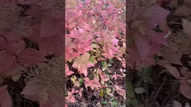 Осенние Листочки