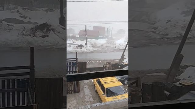 Нас накрыл туман от снега | Шепски (метис хаски) #dog #хаски #husky #gohuskies #шепски #метисхаски