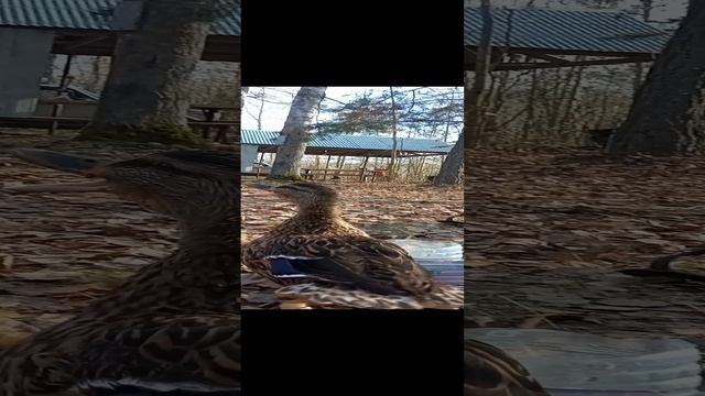 подсадная утка смотреть онлайн