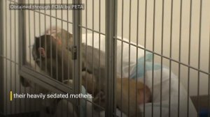 Baby Monkeys Were Tortured by NIH