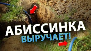 Что делать ЕСЛИ НЕТ ВОДЫ на участке и доступна только дорогая и ржавая_