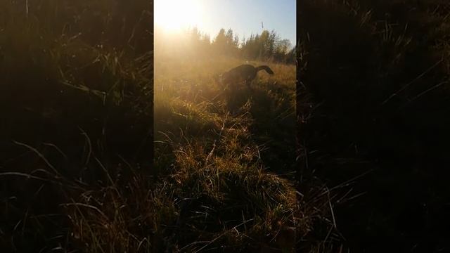 Гуляем в лесу | Порода Шепски | 23.09.21 4 месяца (2 часть)